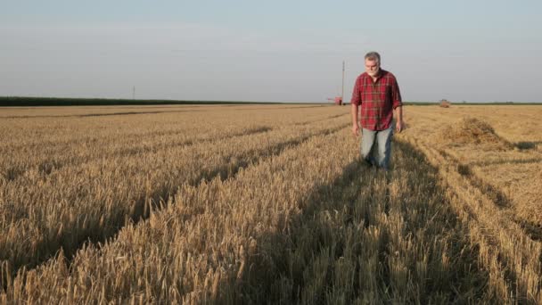 Çiftçi Tarımcı Yazın Tarladaki Buğday Bitkilerinin Kalitesini Incelemeye Hazır — Stok video