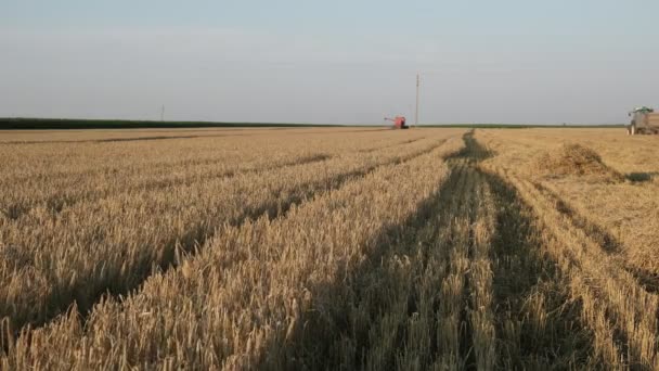 Campo Trigo Listo Para Cosecha Con Combinar Trabajo Segundo Plano — Vídeo de stock