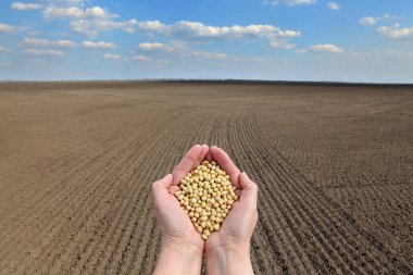 Arka planda ekili tarlaları olan soya fasulyesini tutan insan elleri ve beyaz bulutlu mavi gökyüzü, tarım kavramı