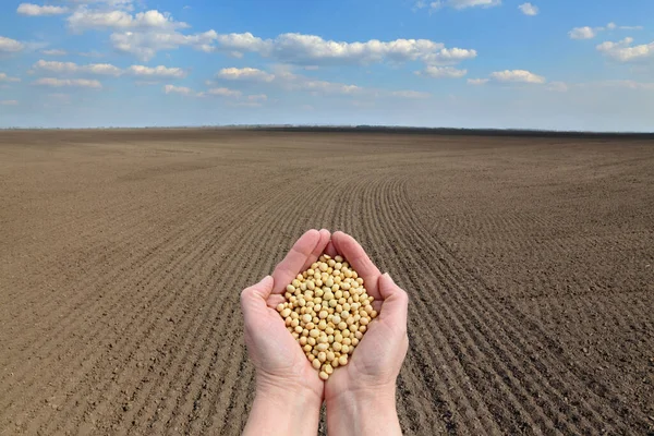 Manos Humanas Sosteniendo Cultivo Soja Con Campo Cultivado Fondo Cielo — Foto de Stock