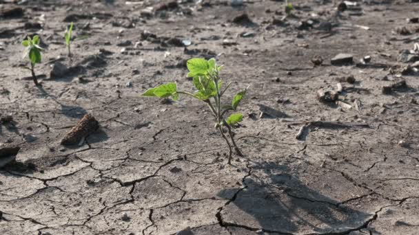 Droogte Overstroming Soja Veld Met Gebarsten Land Beschadigde Plant — Stockvideo