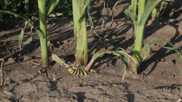 Zoom Beelden Van Maïswortel Het Veld Landbouw Het Begin Van — Stockvideo