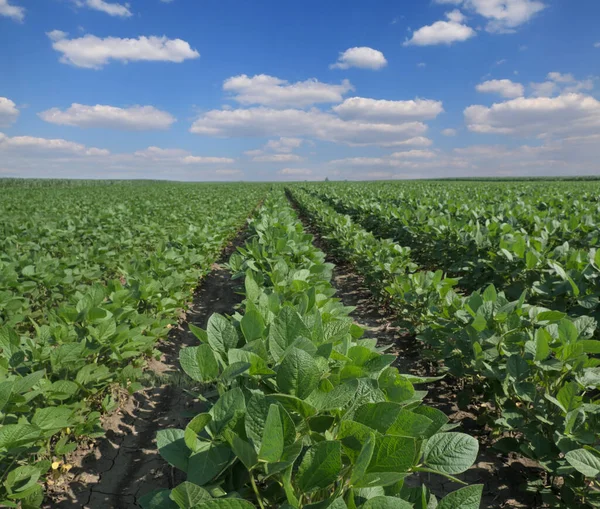 在蓝天蓝云的田里种植绿色大豆 在春末或夏初种植农业 — 图库照片