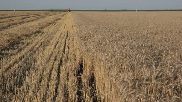 Campo Trigo Listo Para Cosecha Con Combinar Trabajando Segundo Plano — Vídeo de stock