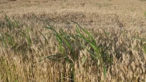 Wiet Tarweveld Klaar Voor Oogst Landbouw Zomer — Stockvideo