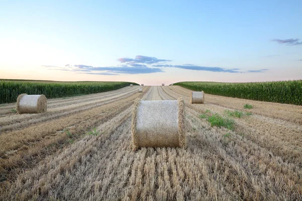 Kvällstid Vetefält Efter Skörd Balar Valsad Halm Med Grenmajsfält Båda — Stockfoto