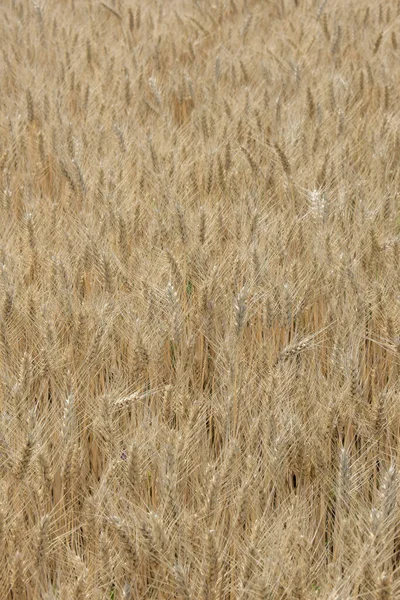 初夏に収穫できる畑の小麦畑の閉鎖 — ストック写真