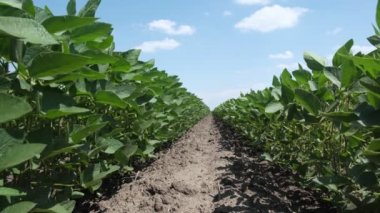 Tarım, tohum ekilmiş yeşil soya bitkileri tarlada sıra sıra çalılar ve rüzgar esiyor.