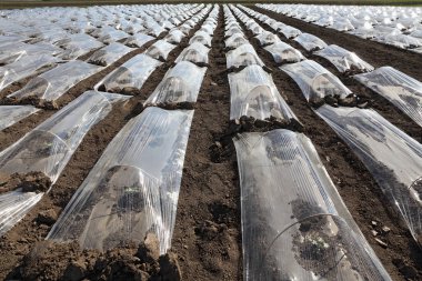 Karpuz tarlası ve kavun bitkileri küçük koruyucu plastik seralar ve çizgiler altında, ilkbaharda tarım