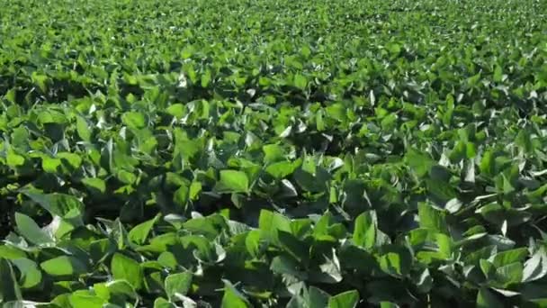 Mezőgazdaság Zölddel Termesztett Szójabab Növények Szántóföldön Kora Nyár — Stock videók
