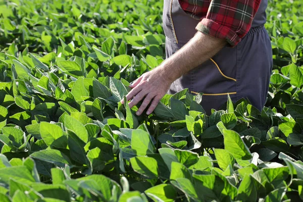 Agricultor Agrônomo Tocando Examinando Planta Soja Verde Campo — Fotografia de Stock