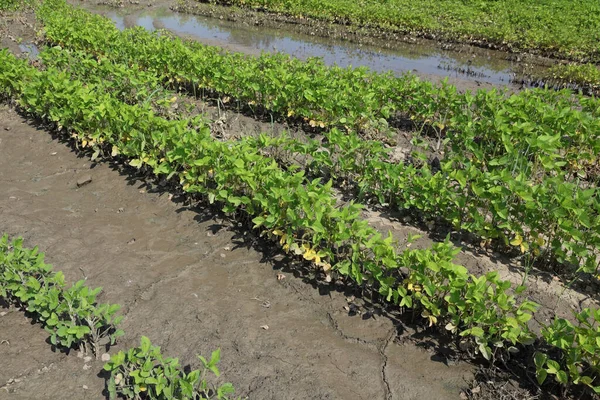 Jonge Groene Beschadigde Soja Planten Modder Veld Beschadigd Bij Overstroming — Stockfoto