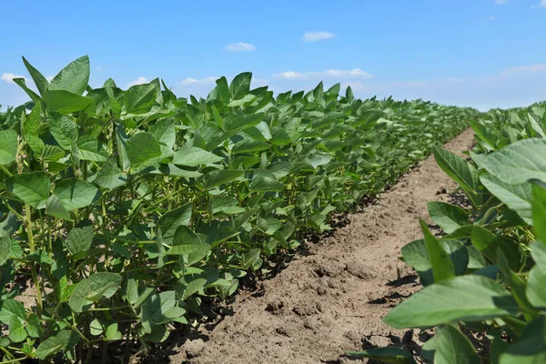 Agricultura Plantas Soja Cultivadas Verdes Campo Foco Seletivo Agricultura Final — Fotografia de Stock