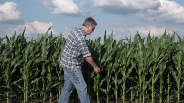 Panning Vídeo Farmer Agronomist Walking Inspectecting Green Corn Plants Field — Vídeo de Stock