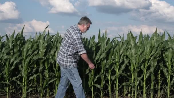 Wideo Panoramiczne Rolnika Lub Agronomii Spacerujących Kontrolujących Zielone Rośliny Kukurydzy — Wideo stockowe