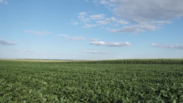 トウモロコシ畑を背景にした畑で栽培される緑の大豆植物 晩春から初夏にかけての農業 — ストック動画