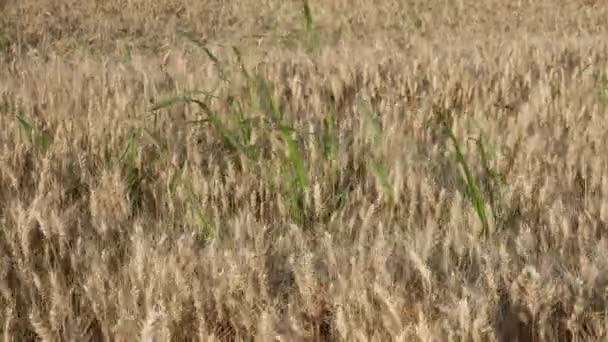 夏の収穫 農業の準備ができているコムギ畑で雑草 — ストック動画