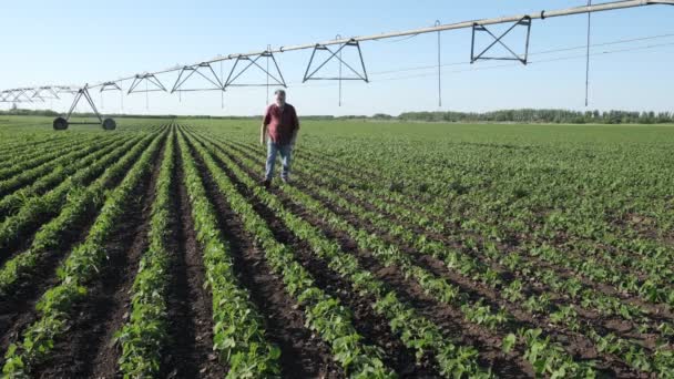 Agricultor Agrônomo Examinando Campo Soja Com Sistema Irrigação Usando Móvel — Vídeo de Stock