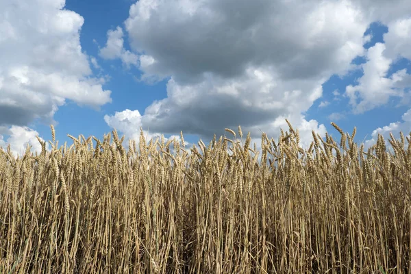 Tarwe Planten Het Veld Klaar Voor Oogst Met Blauwe Lucht — Stockfoto