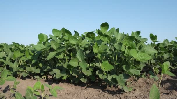 Agricultura Plantas Soja Cultivadas Verdes Arbusto Campo Con Viento Soplando — Vídeos de Stock