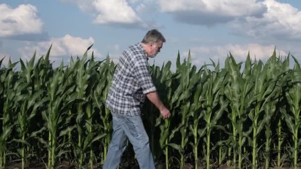 Ampliar Video Del Agricultor Agrónomo Despertando Inspeccionando Plantas Maíz Verde — Vídeos de Stock