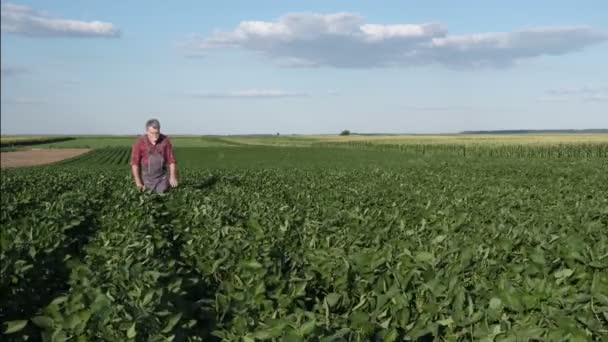 Agricultor Agrónomo Examinando Planta Soja Campo Video Agrícola — Vídeo de stock