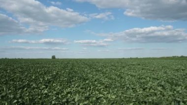 Tarım, yeşil soya tarlası ilkbaharın sonunda ya da yazın başında güçlü rüzgar ve bulutlu gökyüzü ile birlikte.