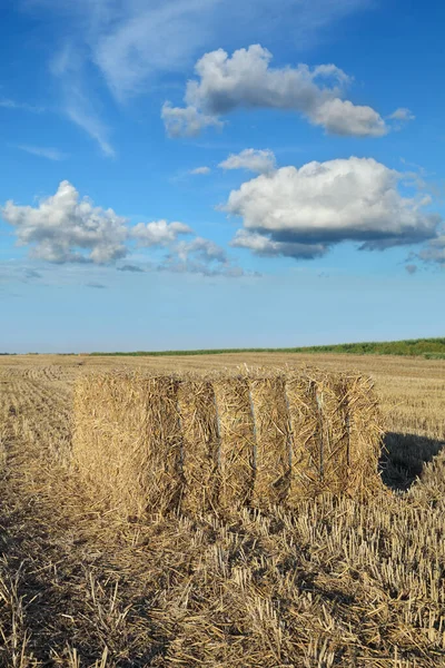 Tarweveld Oogst Baal Van Verpakt Stro Met Blauwe Lucht Pluizige — Stockfoto