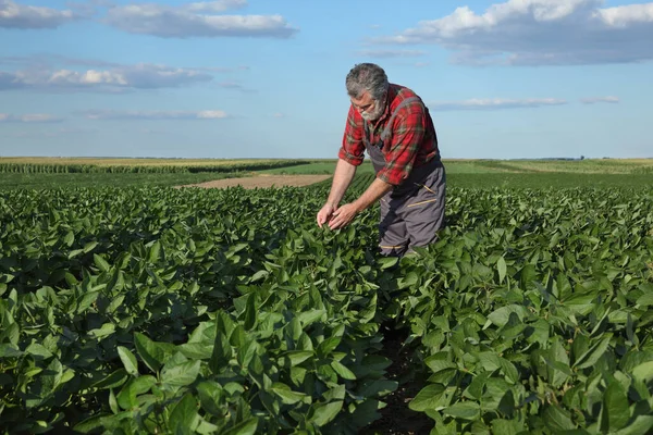 Farmer Agronomist Inspecting Green Soybean Plants Field Agriculture Late Spring — Stock Photo, Image