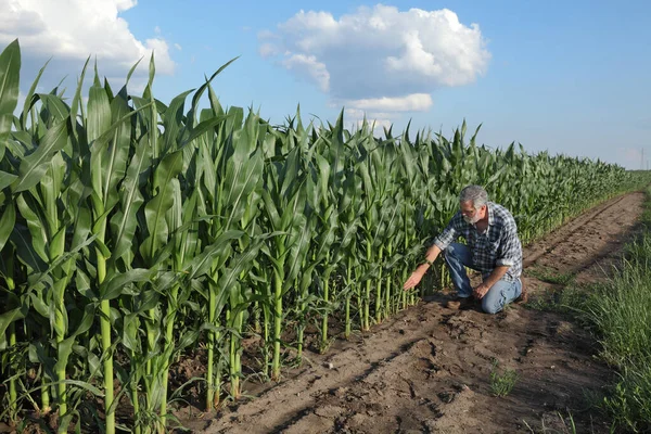 Agricultor Agrónomo Inspeccionando Plantas Maíz Verde Campo Agricultura Finales Primavera — Foto de Stock