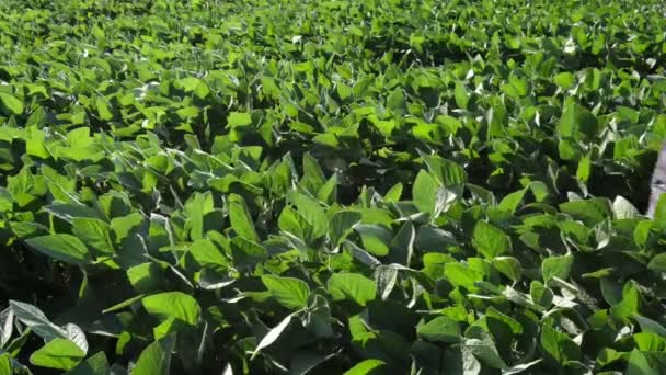 Landwirt Oder Agronom Untersucht Sojabohnenpflanze Auf Dem Feld Geht Spazieren — Stockvideo