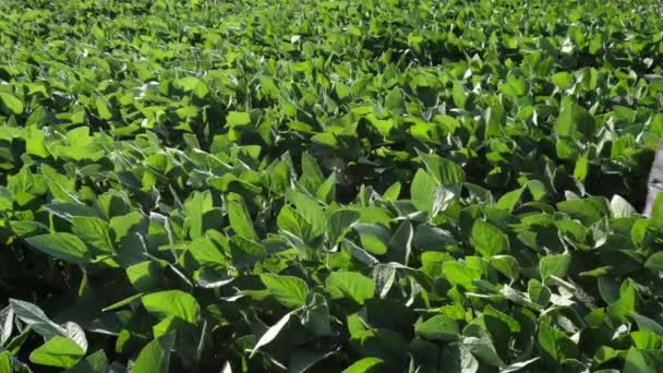 Agricultor Agrónomo Examinando Planta Soja Campo Caminando Tocando Plantas Video — Vídeo de stock