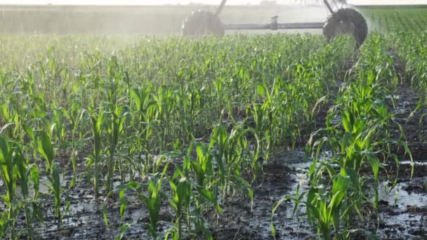 水供給のための灌漑システムを備えた春のトウモロコシ畑 植物への散水散水 — ストック動画