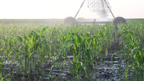 Campo Mais Primavera Con Sistema Irrigazione Approvvigionamento Idrico Irrigatori Spruzzando — Video Stock