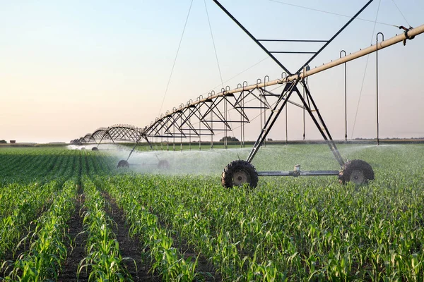 水供給のための灌漑システムを備えた春のトウモロコシ畑 植物に水を流すスプリンクラー — ストック写真