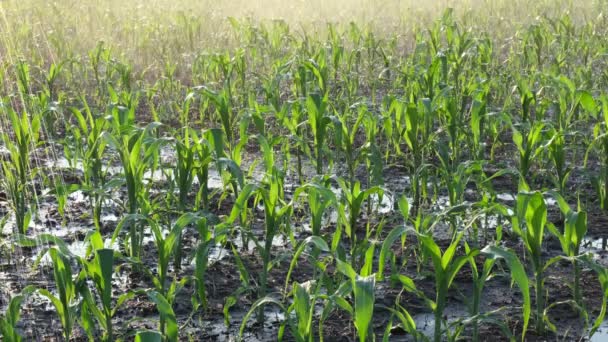 水供給のための灌漑システムを備えた春のトウモロコシ畑 植物への散水散水 — ストック動画