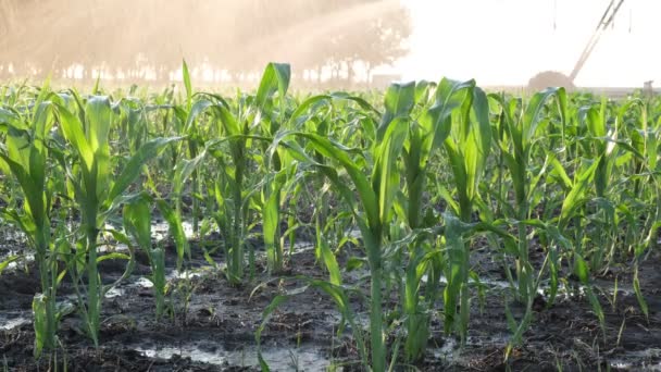 給水用灌漑システムを備えた春のトウモロコシ畑 日没時に植物に水を撒くスプリンクラー — ストック動画