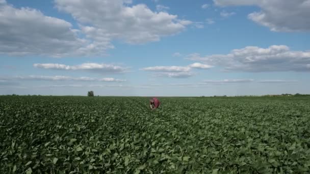 Agriculteur Agronome Marchant Examinant Des Plantes Soja Dans Champ Vidéo — Video