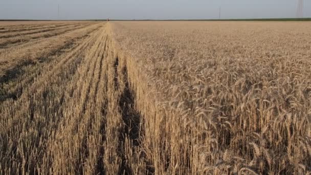 Ampliar Vídeo Campo Trigo Listo Para Cosecha Con Combinar Trabajando — Vídeo de stock