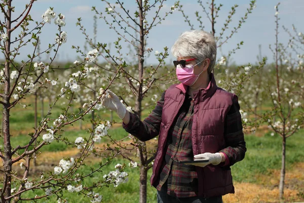 Agronomin Oder Bäuerin Begutachtet Blühende Kirschbäume Obstgarten Mit Schutzhandschuhen Den — Stockfoto