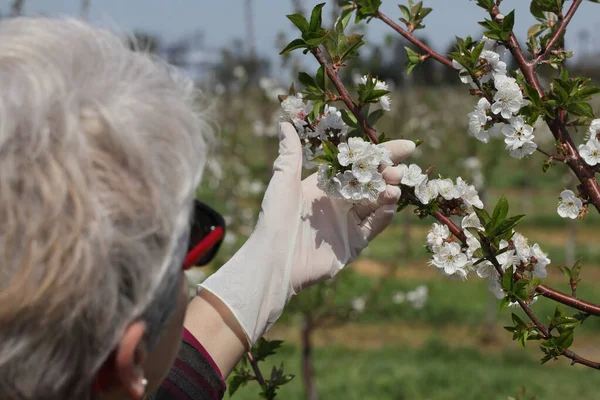 女农学家或女农民检查果园中开花的樱桃树 手戴防护手套 有选择重点 — 图库照片