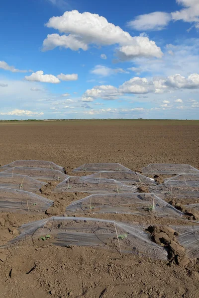 Feld Mit Wassermelonen Und Melonenpflanzen Unter Kleinen Schützenden Plastikgewächshäusern Und — Stockfoto