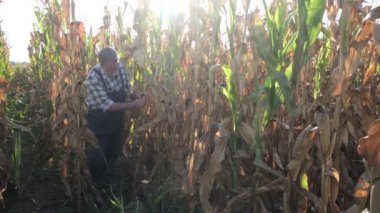 Çiftçi ya da tarımcı tarladaki mısır mahsulünü hasat zamanı inceliyor.