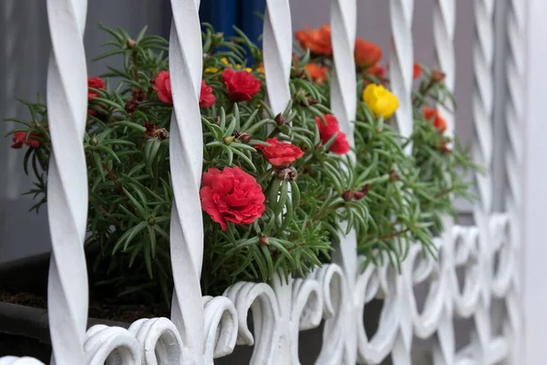 Grilles Fenêtre Décoratives Avec Des Fleurs Maison Serbie — Photo
