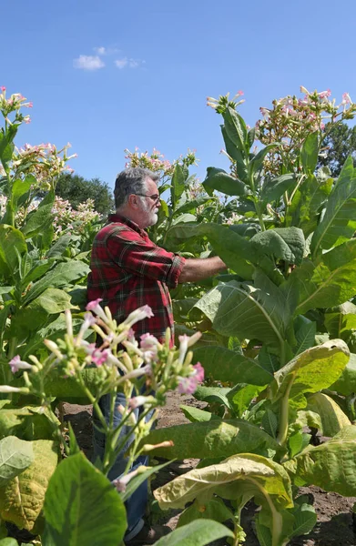 Rolnik Lub Agronomista Badający Zbierający Liście Roślin Tytoniowych Polu — Zdjęcie stockowe