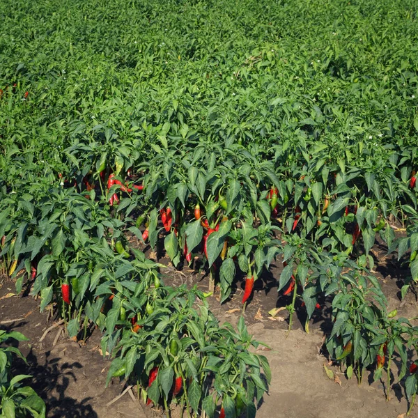 Agricultura Páprica Plantas Campo Com Folhas Verdes Cultura Vermelha — Fotografia de Stock