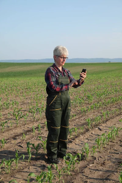 女农民或农艺师通过手机检测田间打字玉米植株的质量 — 图库照片