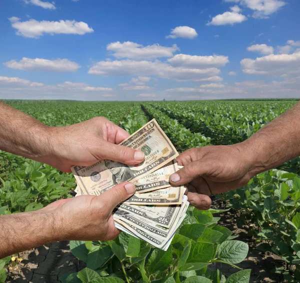 Mãos Agricultores Compradores Segurando Nota Dólar Campo Soja Verde Com — Fotografia de Stock