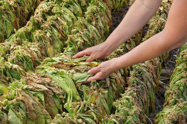 Jordbrukare Eller Agronomer Undersöker Tobakstorkning Tält Händer Som Berör Torra — Stockfoto