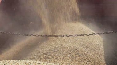 Bulanık hareketlerle soya fasulyesi hasat etmek, traktör römorkuna mahsul dökmek, havada bir sürü toz.